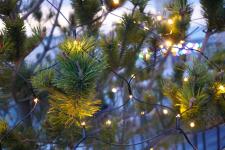 100-lys t s suppl net energy top-line - 50831 sirius